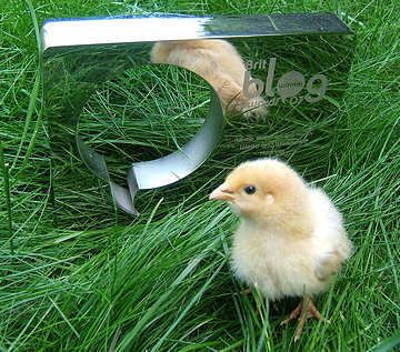 Hencam.co.uk wins the Weird & Wonderful Best of Brit Blog Award 2007!