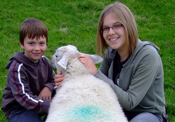 Lottie the fully grown sheep!
